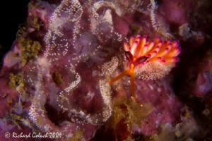 Lembeh-Flabellina with eggs[length of the specie approx. ... by Richard Goluch 